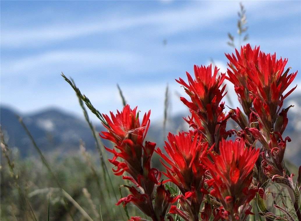 20.5 Acres of Recreational Land for Sale in Belfry, Montana