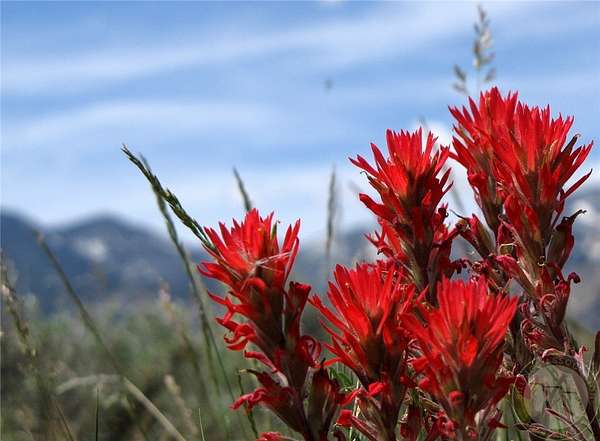 20.5 Acres of Recreational Land for Sale in Belfry, Montana