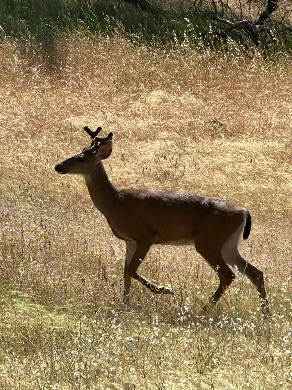 0.54 Acres of Residential Land for Sale in Shady Cove, Oregon