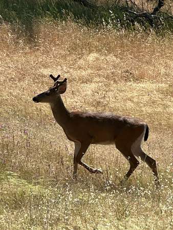 0.54 Acres of Residential Land for Sale in Shady Cove, Oregon