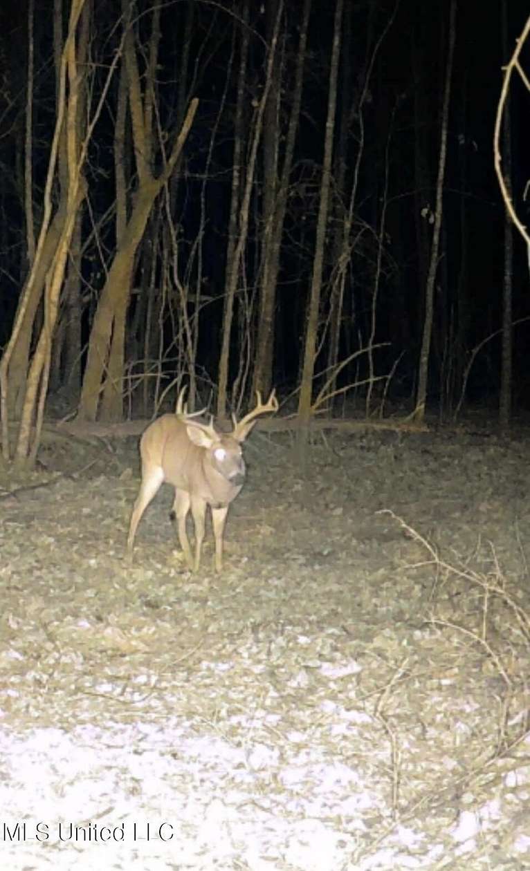 90 Acres of Land for Sale in Gore Springs, Mississippi