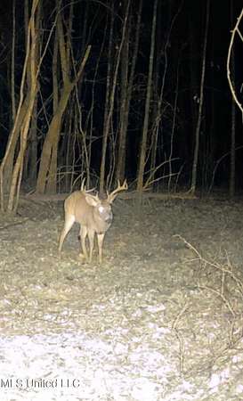 90 Acres of Land for Sale in Gore Springs, Mississippi