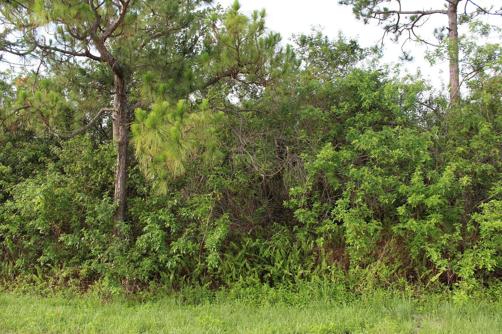 2 Acres of Residential Land for Sale in Loxahatchee Groves, Florida