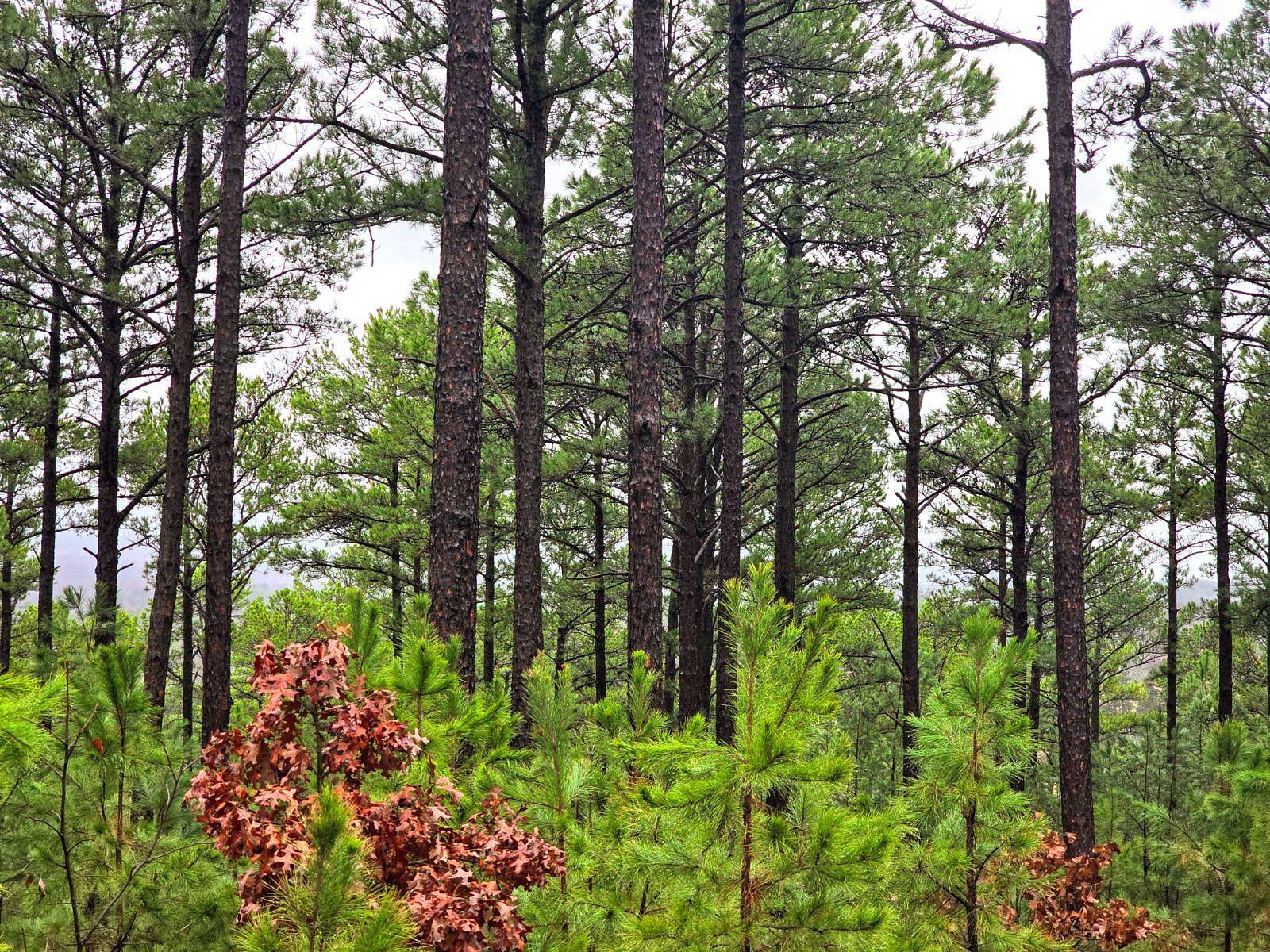 3.43 Acres of Residential Land for Sale in Tuskahoma, Oklahoma