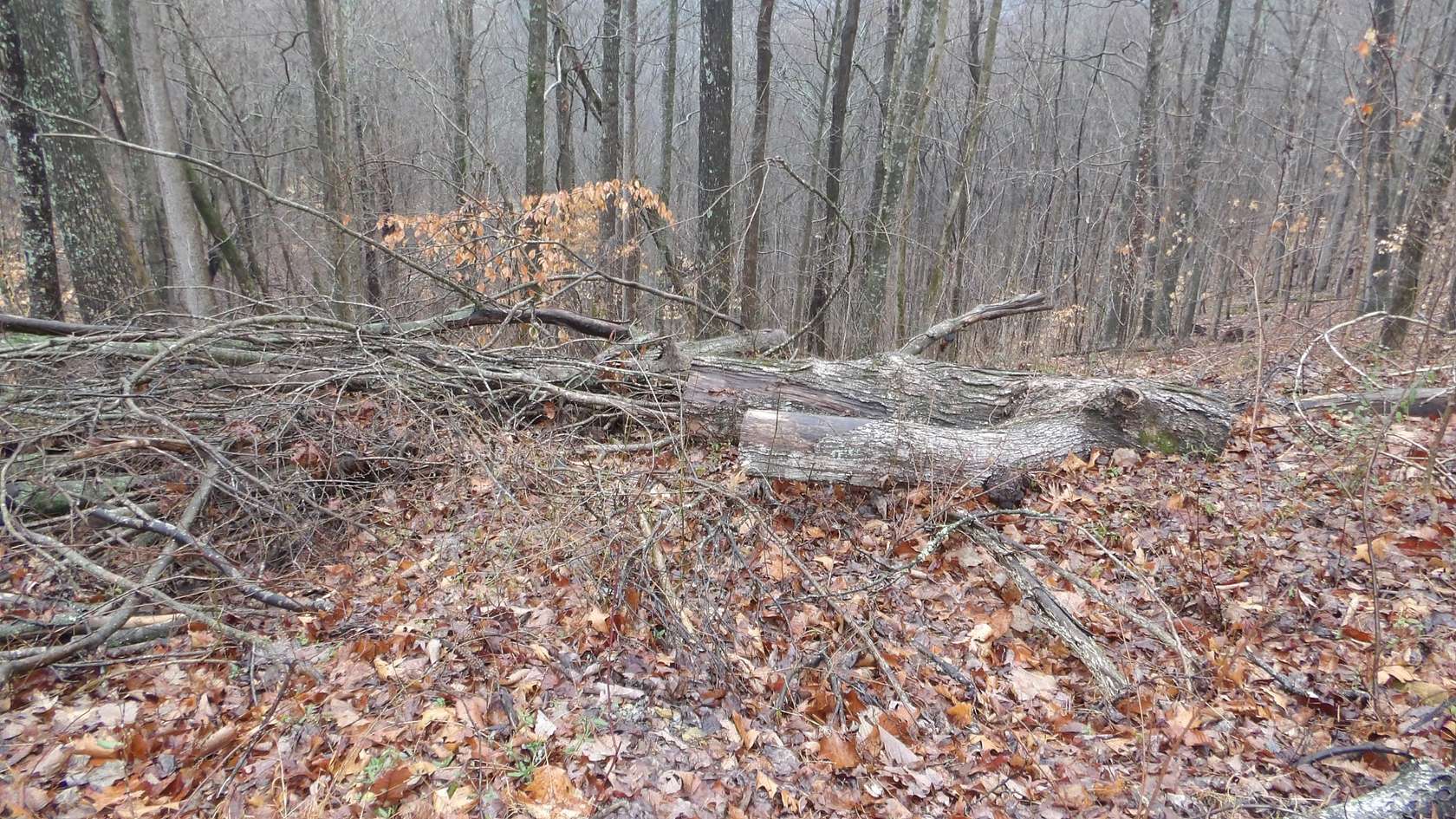 5 Acres of Residential Land for Sale in Smithville, Tennessee