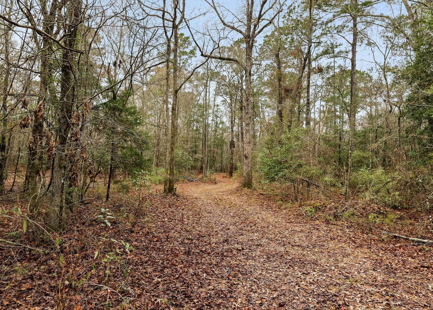 37.2 Acres of Land for Sale in St. Stephen, South Carolina
