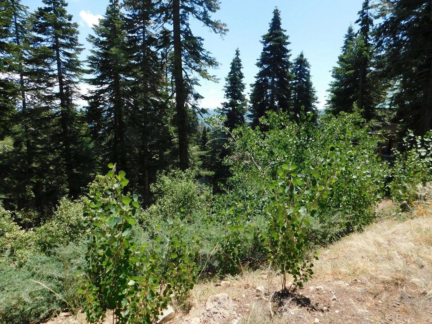 0.58 Acres of Residential Land for Sale in Arnold, California