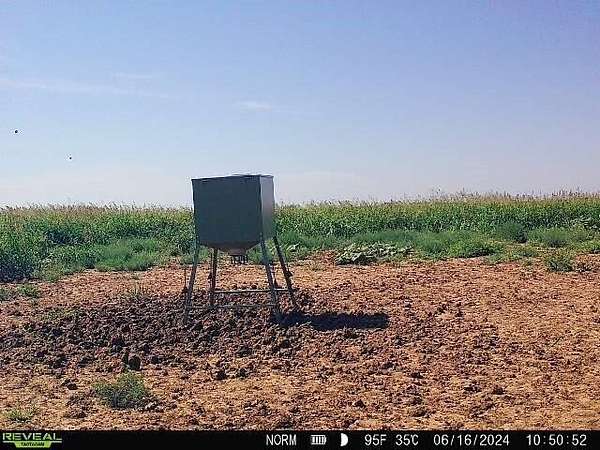 63 Acres of Recreational Land for Sale in McAdoo, Texas