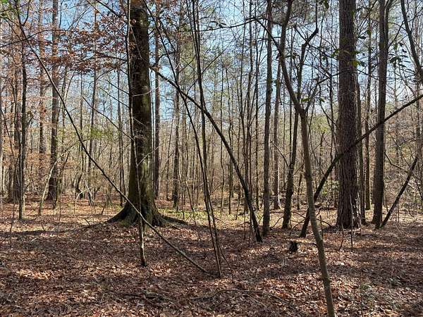 35 Acres of Recreational Land for Sale in Jena, Louisiana