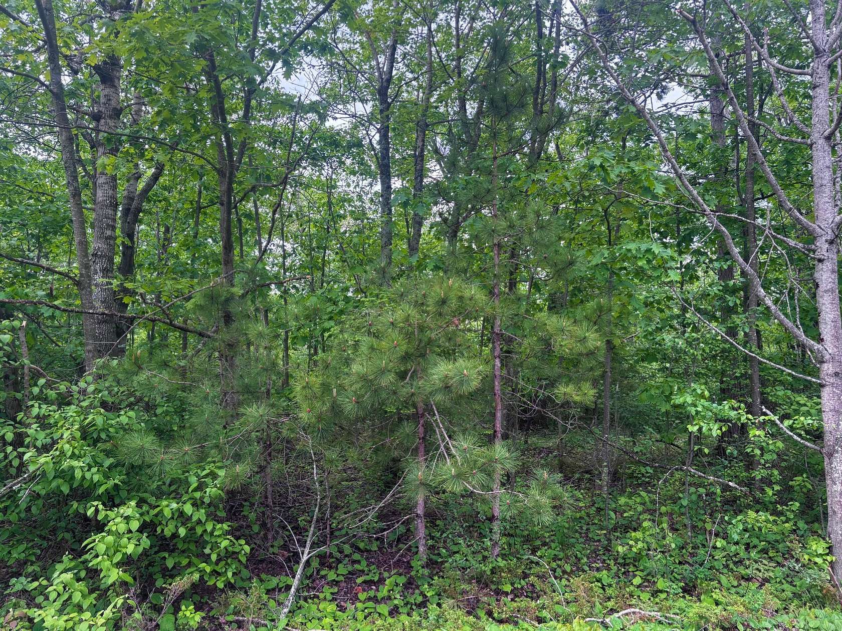 0.48 Acres of Residential Land for Sale in Presque Isle, Michigan