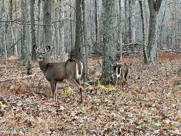 2 Acres of Residential Land for Sale in Lackawaxen, Pennsylvania