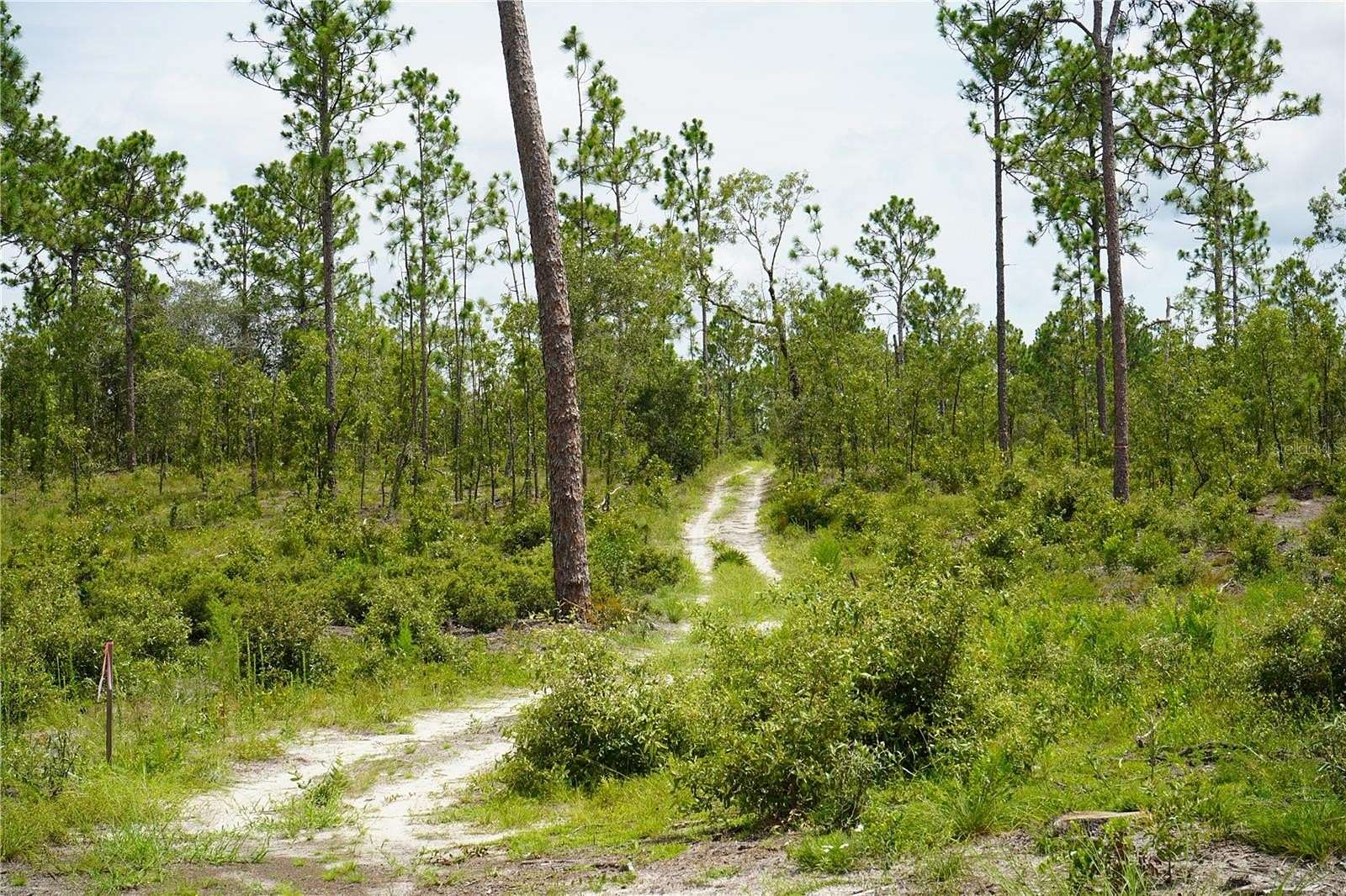 17 Acres of Recreational Land for Sale in Morriston, Florida