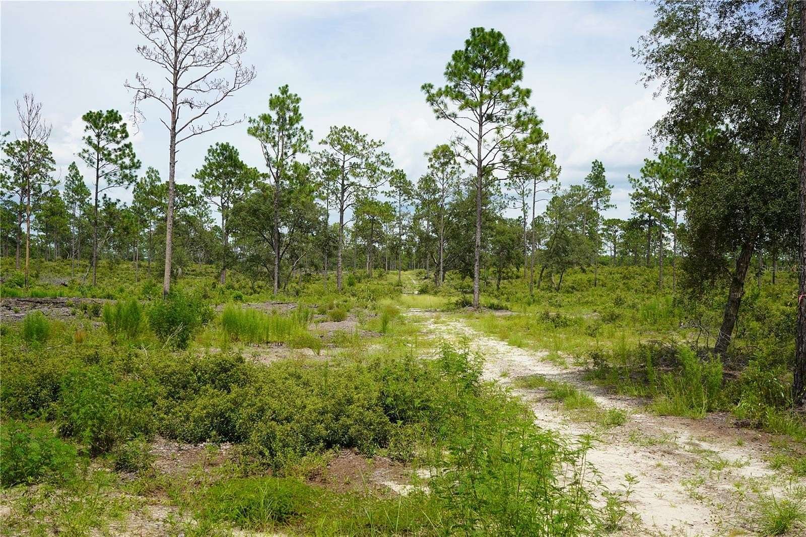13 Acres of Recreational Land for Sale in Morriston, Florida