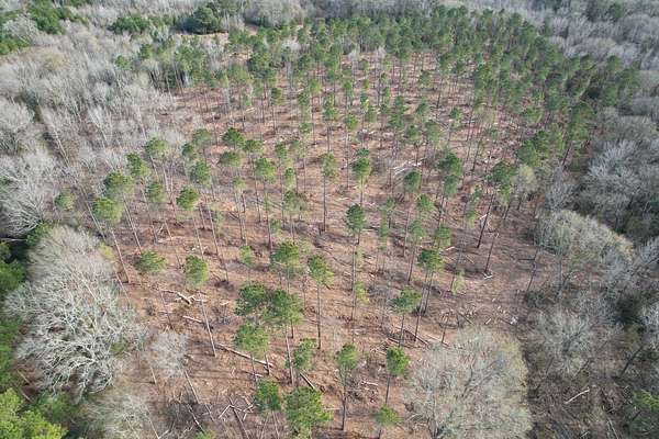 19 Acres of Recreational Land for Sale in Timpson, Texas