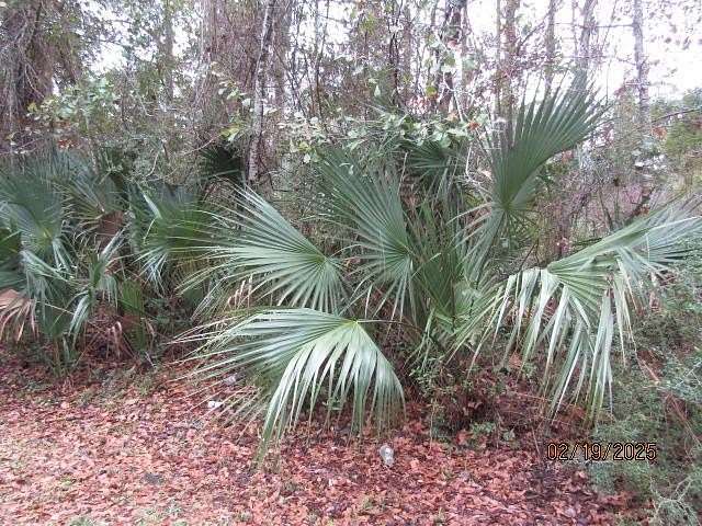 0.28 Acres of Residential Land for Sale in Apalachicola, Florida