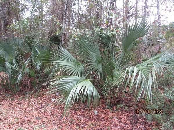 0.28 Acres of Residential Land for Sale in Apalachicola, Florida