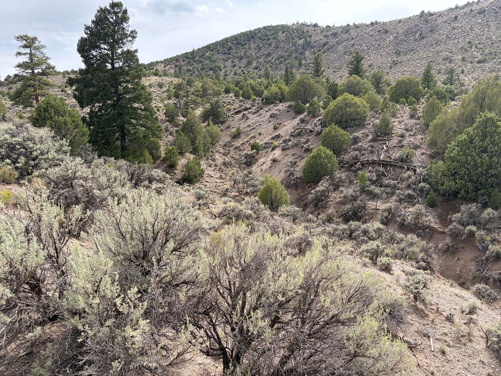 5.46 Acres of Residential Land for Sale in Fort Garland, Colorado