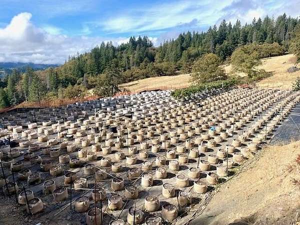 20 Acres of Land with Home for Sale in Dinsmore, California