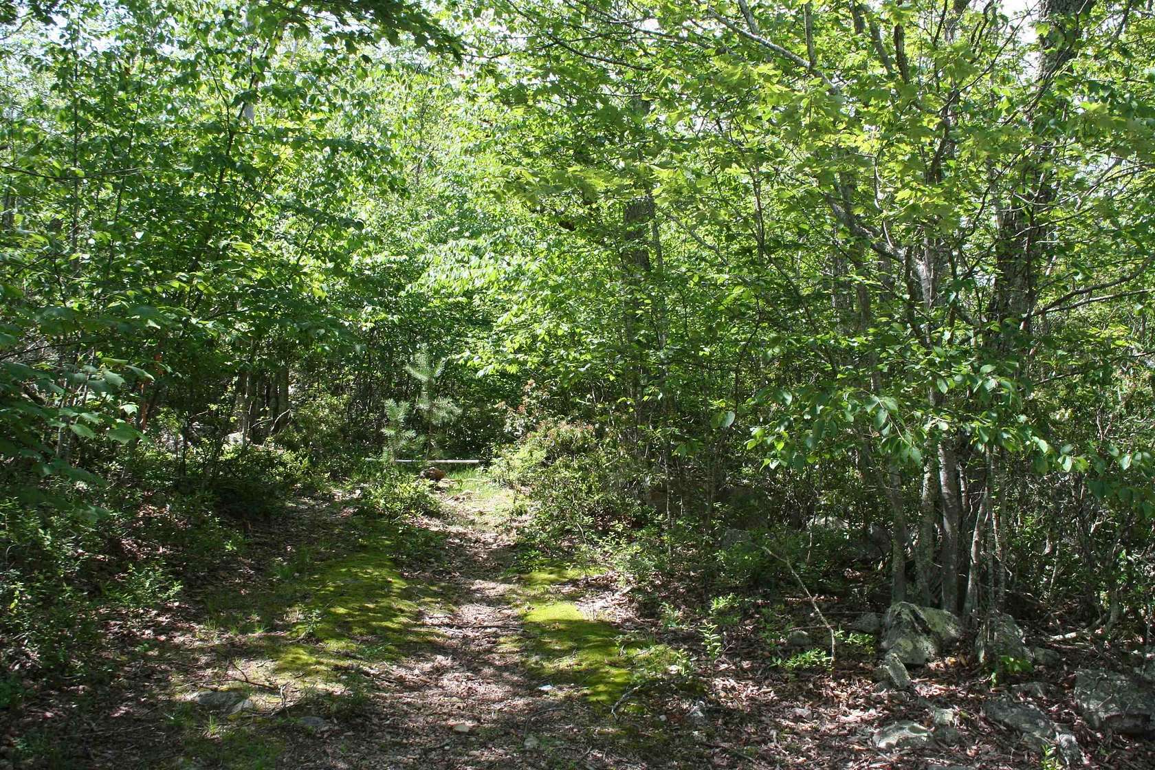 5 Acres of Residential Land for Sale in Monterey, Virginia