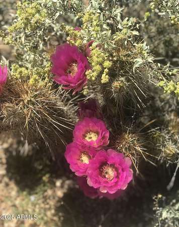 20.4 Acres of Recreational Land for Sale in Marana, Arizona