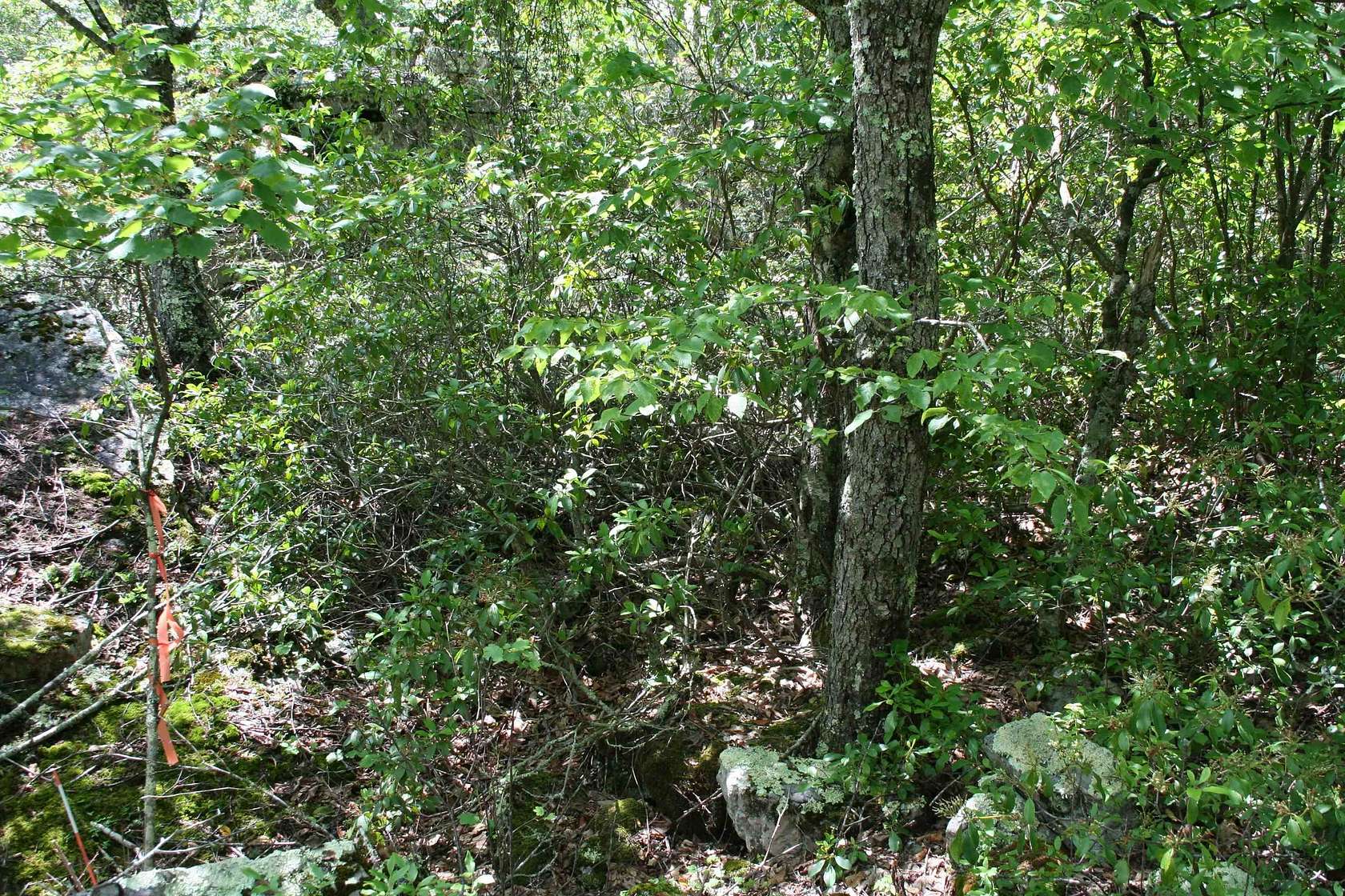 5.36 Acres of Residential Land for Sale in Monterey, Virginia