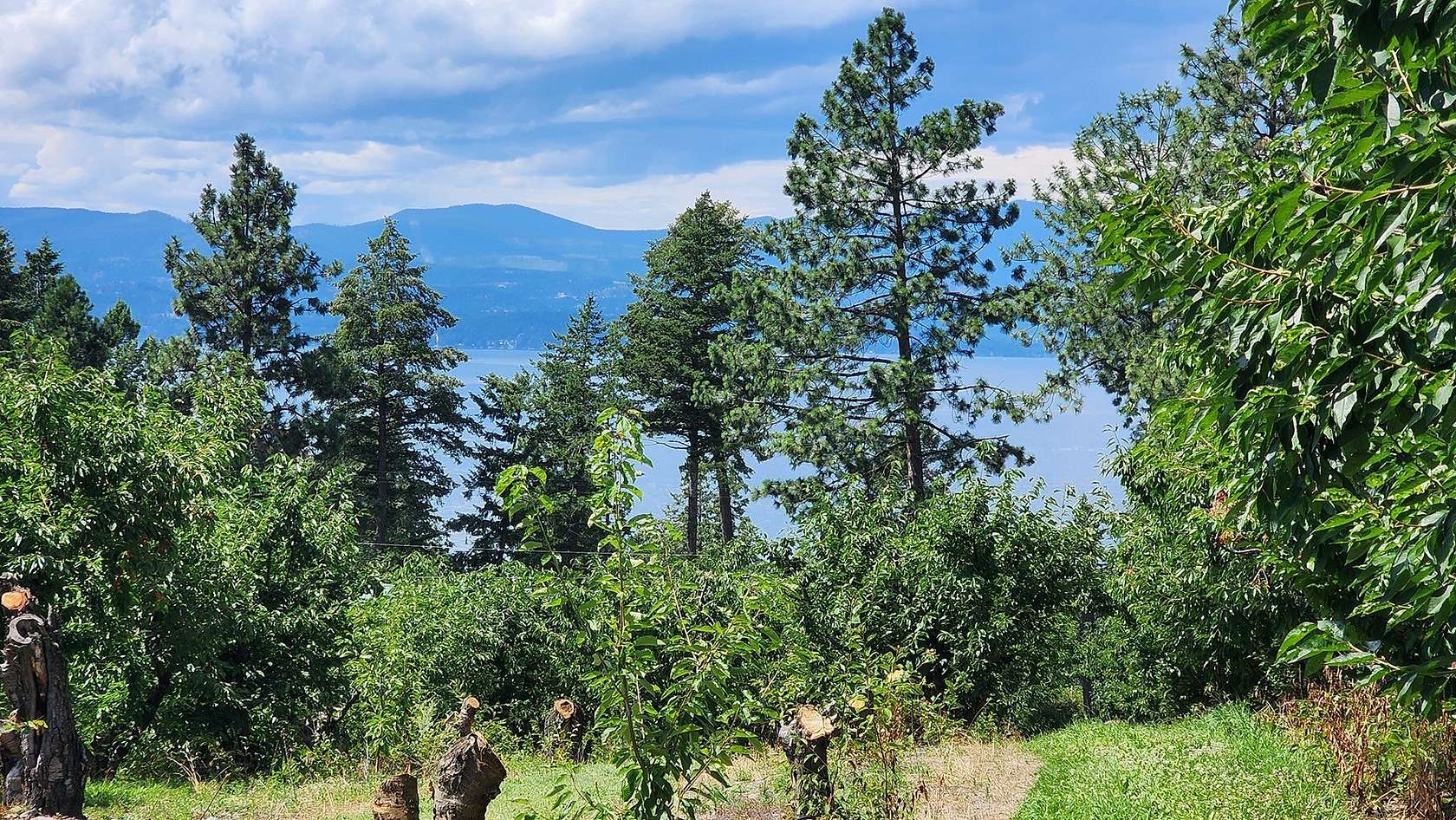 5.16 Acres of Residential Land for Sale in Bigfork, Montana