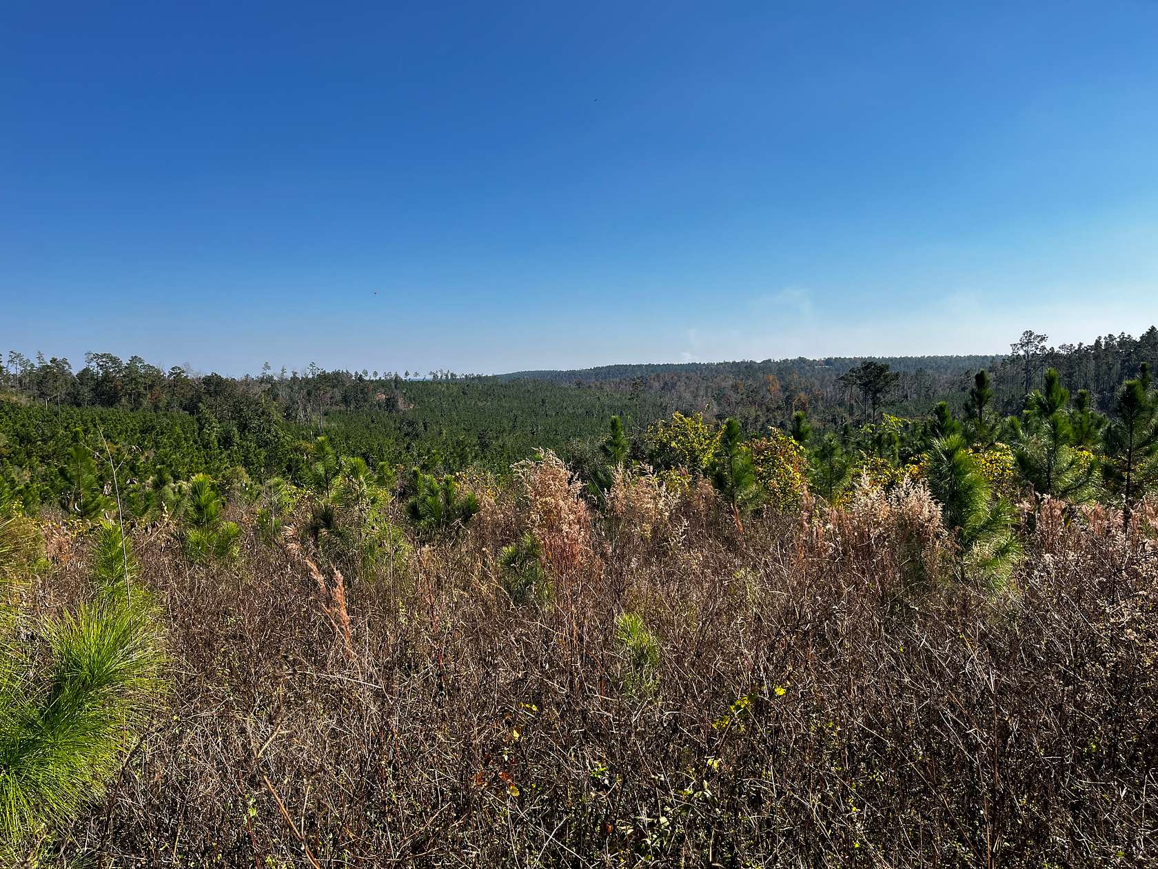 150 Acres of Recreational & Residential Land for Sale in Altha, Florida