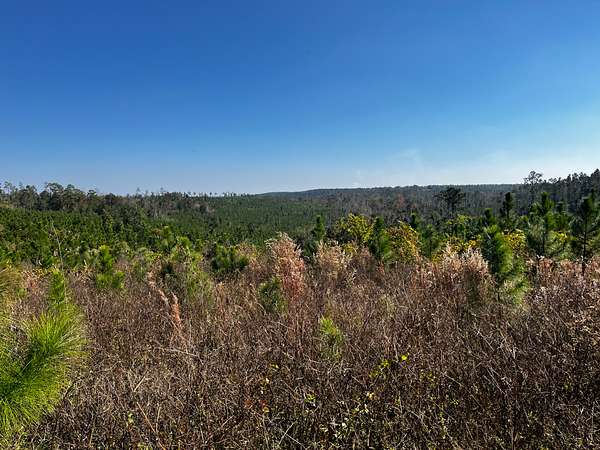 150 Acres of Recreational Land for Sale in Altha, Florida