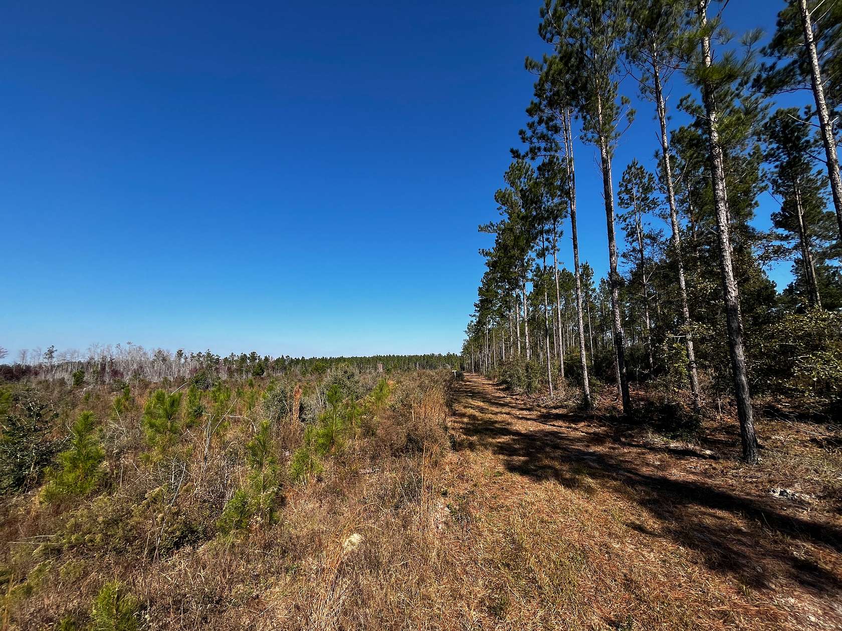 316 Acres of Recreational Land for Sale in Marianna, Florida