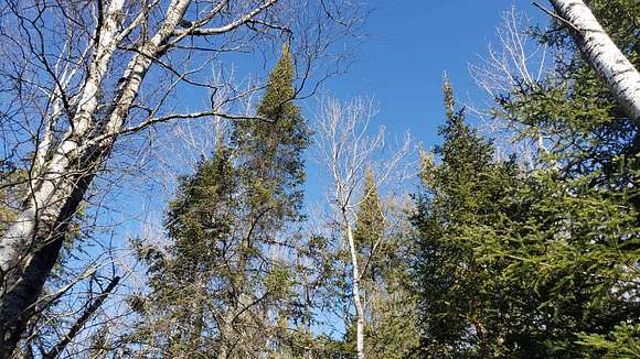 Mixture of Pines and Hardwoods