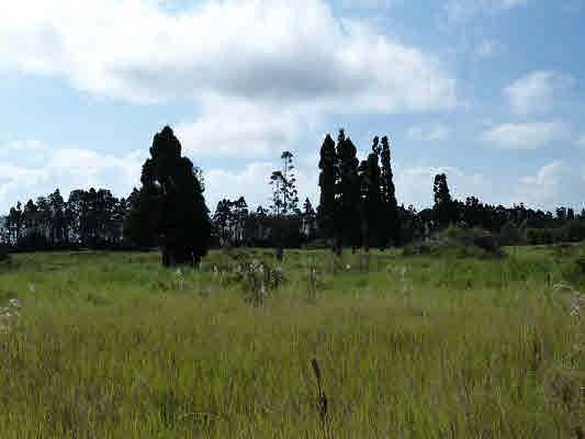 50 Acres of Agricultural Land for Sale in Volcano, Hawaii