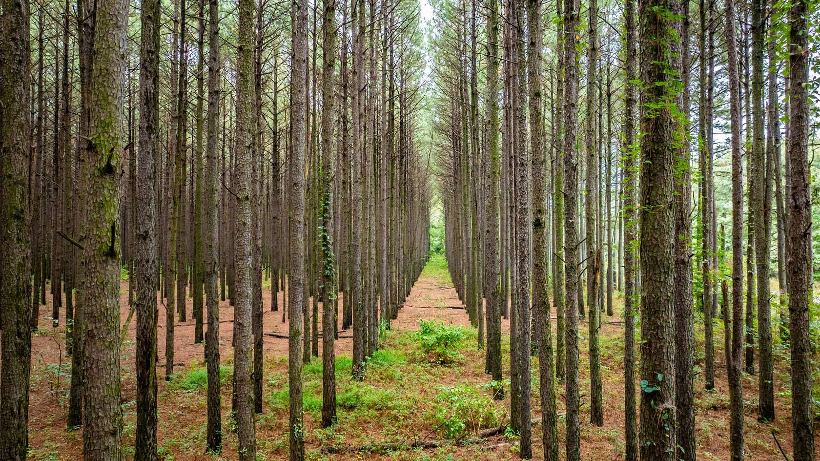 129 Acres of Recreational Land for Sale in Searcy, Arkansas