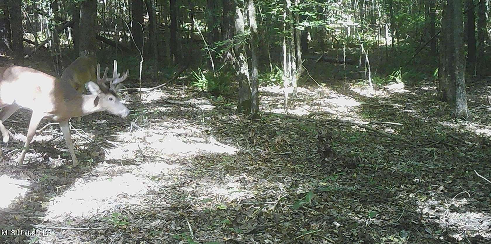 24.7 Acres of Land for Sale in Bruce, Mississippi