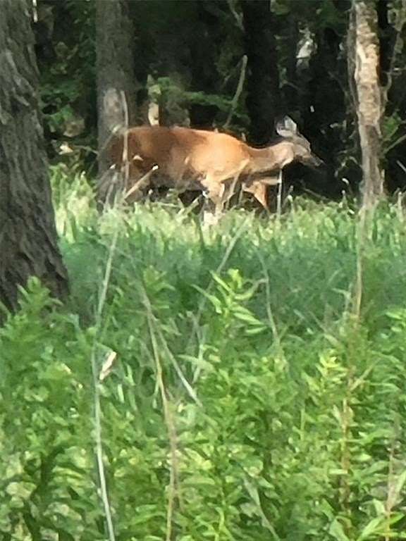 23.2 Acres of Recreational Land for Sale in Wills Point, Texas