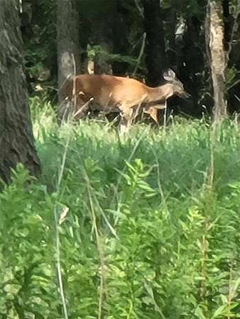 23.2 Acres of Recreational Land for Sale in Wills Point, Texas