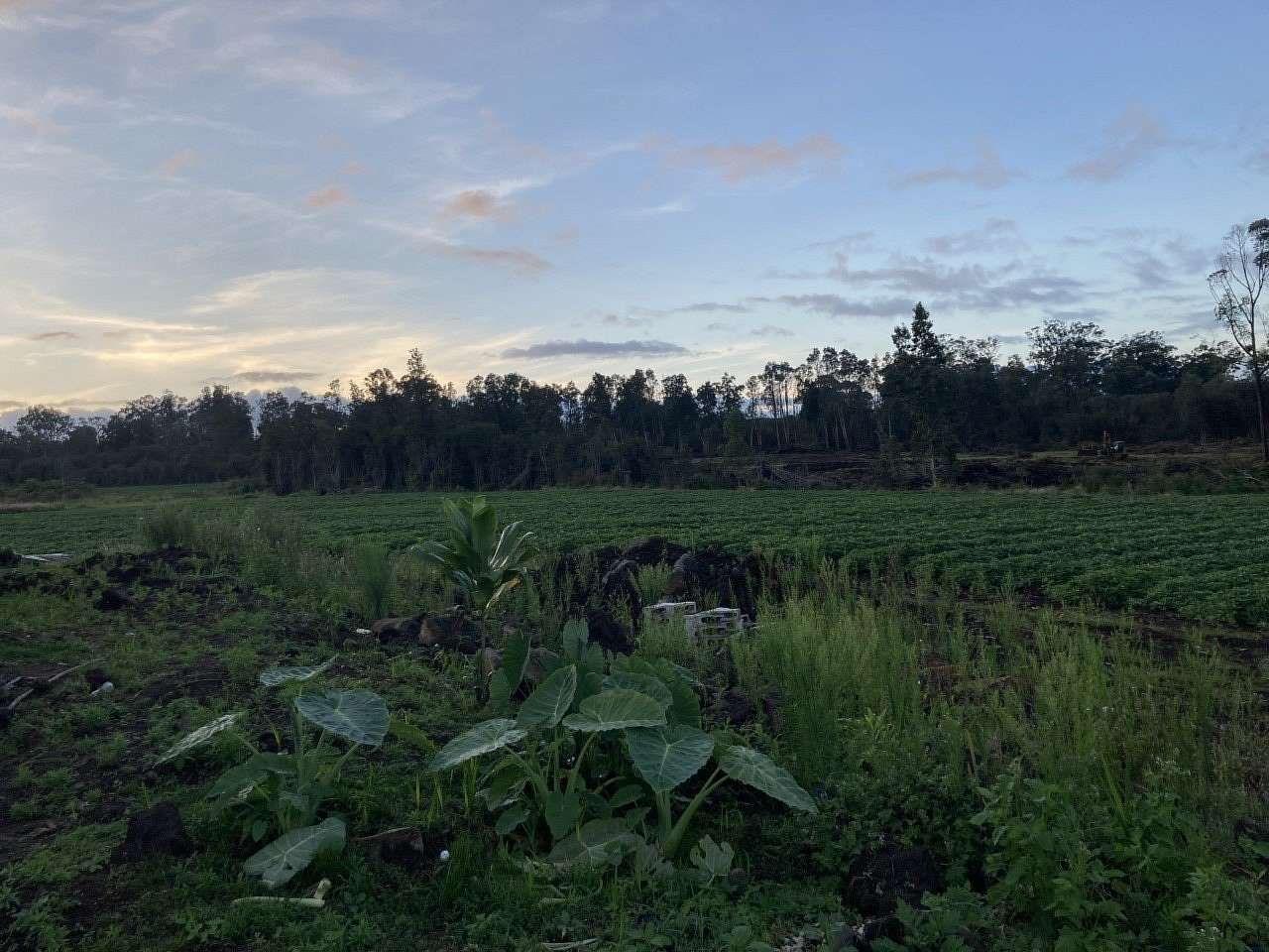 53.7 Acres of Land for Sale in Volcano, Hawaii