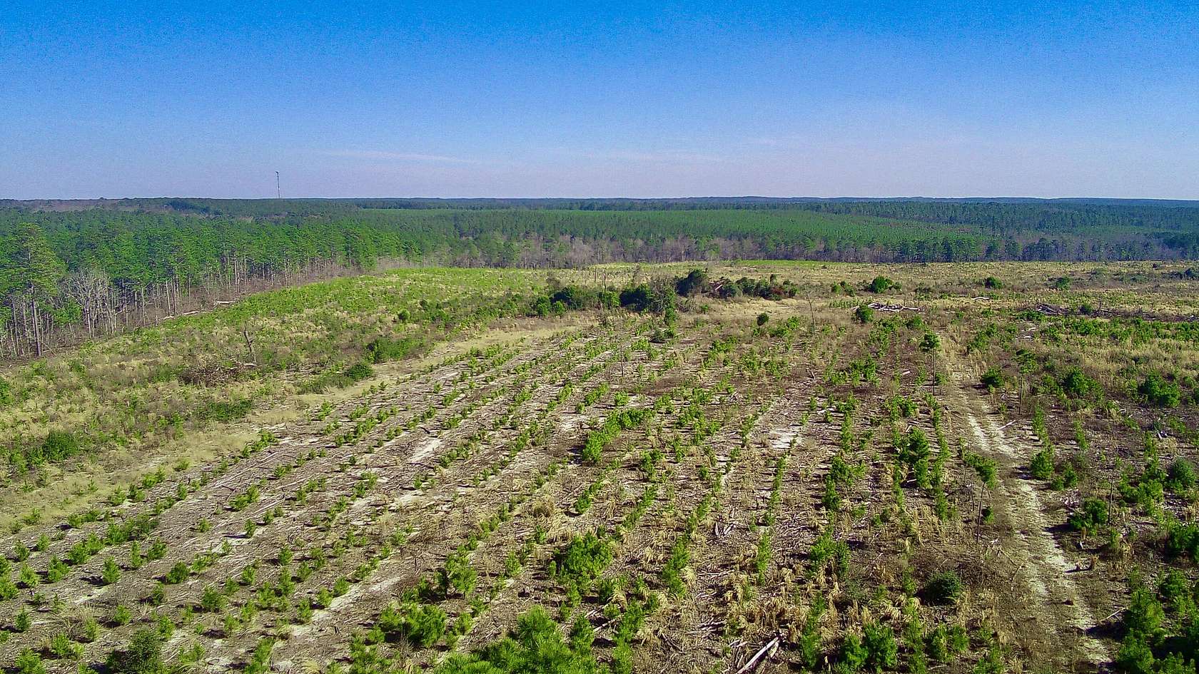 23 Acres of Recreational Land for Sale in Monetta, South Carolina