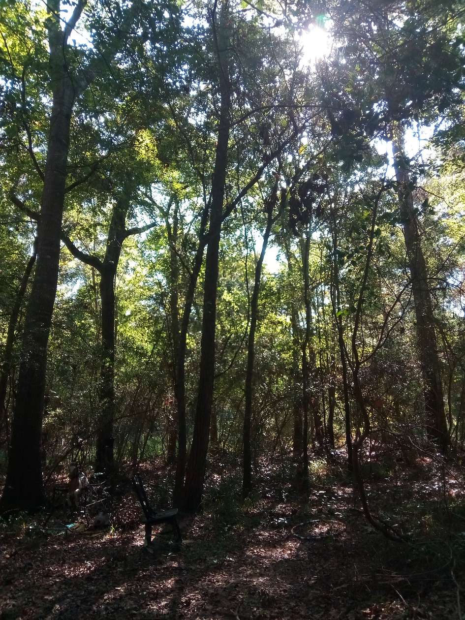 3 Acres of Residential Land for Sale in Hockley, Texas