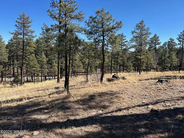 0.66 Acres of Residential Land for Sale in Alpine, Arizona