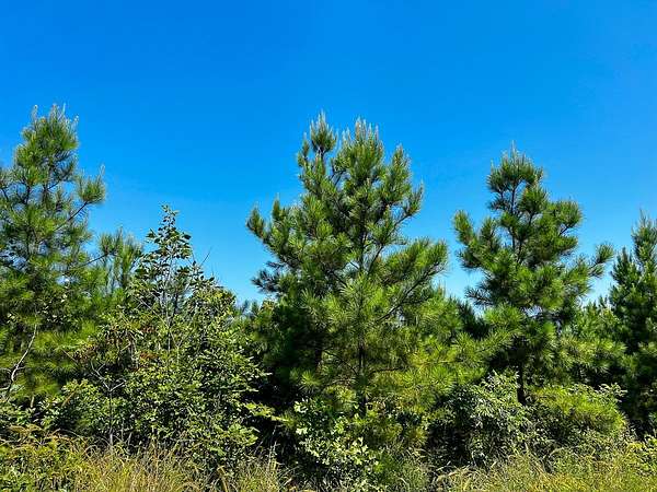 6.26 Acres of Land for Sale in Milam, Texas