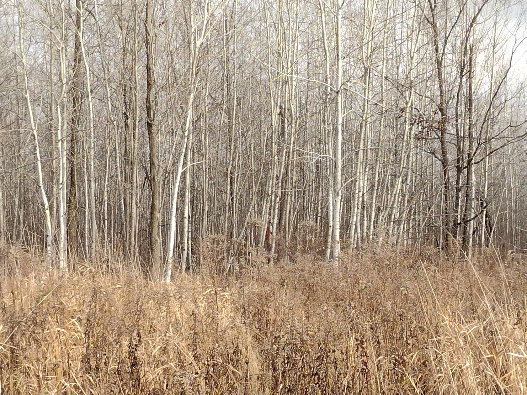 20 Acres of Recreational Land for Sale in Gilman, Wisconsin