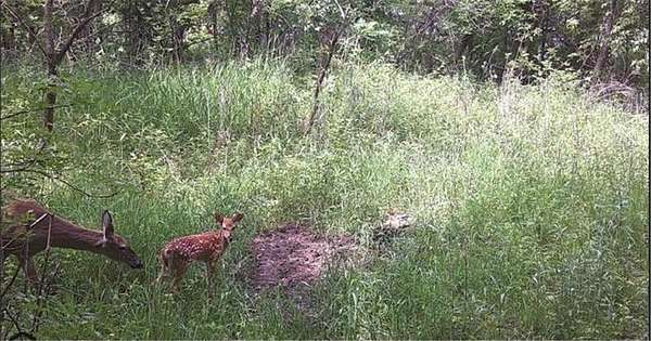 2.74 Acres of Residential Land for Sale in Ramsey, Minnesota