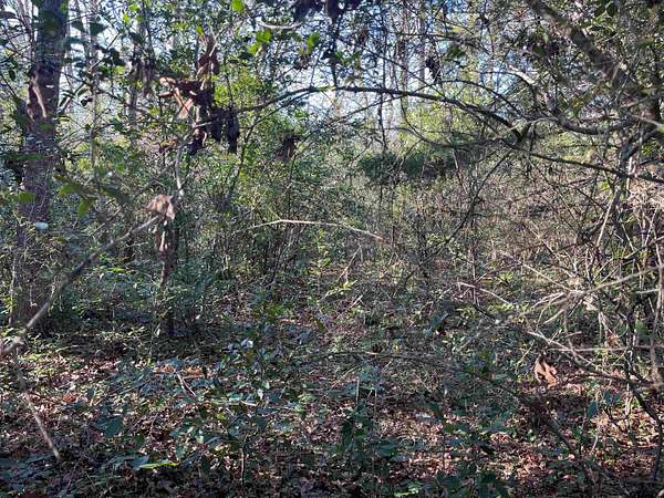 0.16 Acres of Land for Sale in Holly Lake Ranch, Texas
