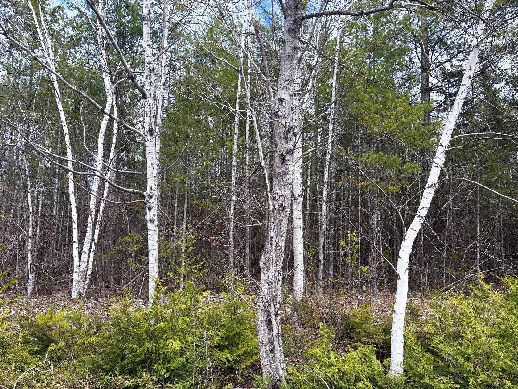 0.35 Acres of Land for Sale in Presque Isle, Michigan