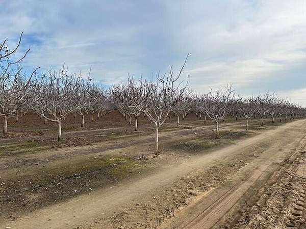 19 Acres of Agricultural Land for Sale in Delano, California