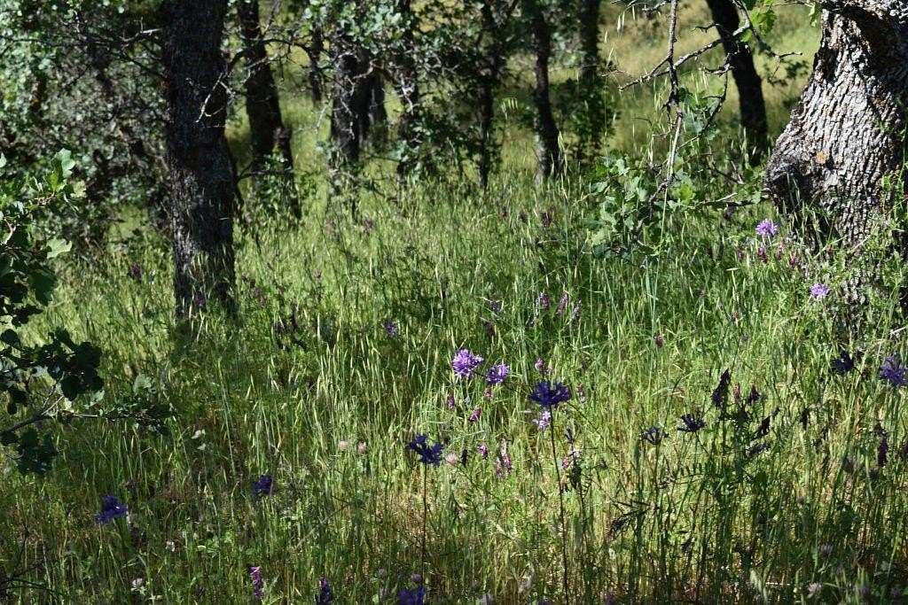 15.1 Acres of Land for Sale in Red Bluff, California