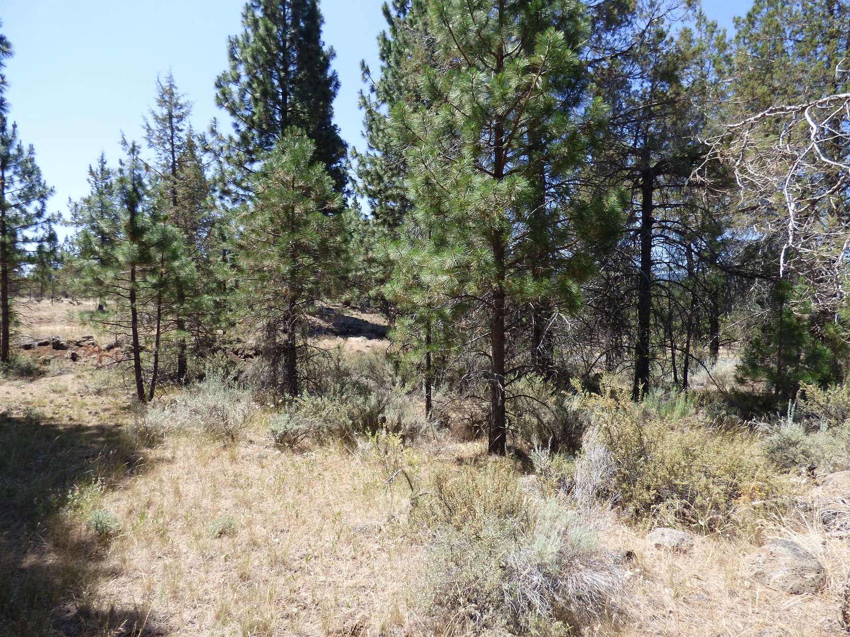 1.18 Acres of Land for Sale in Lookout, California