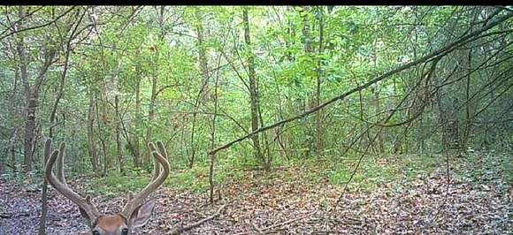 Game cam