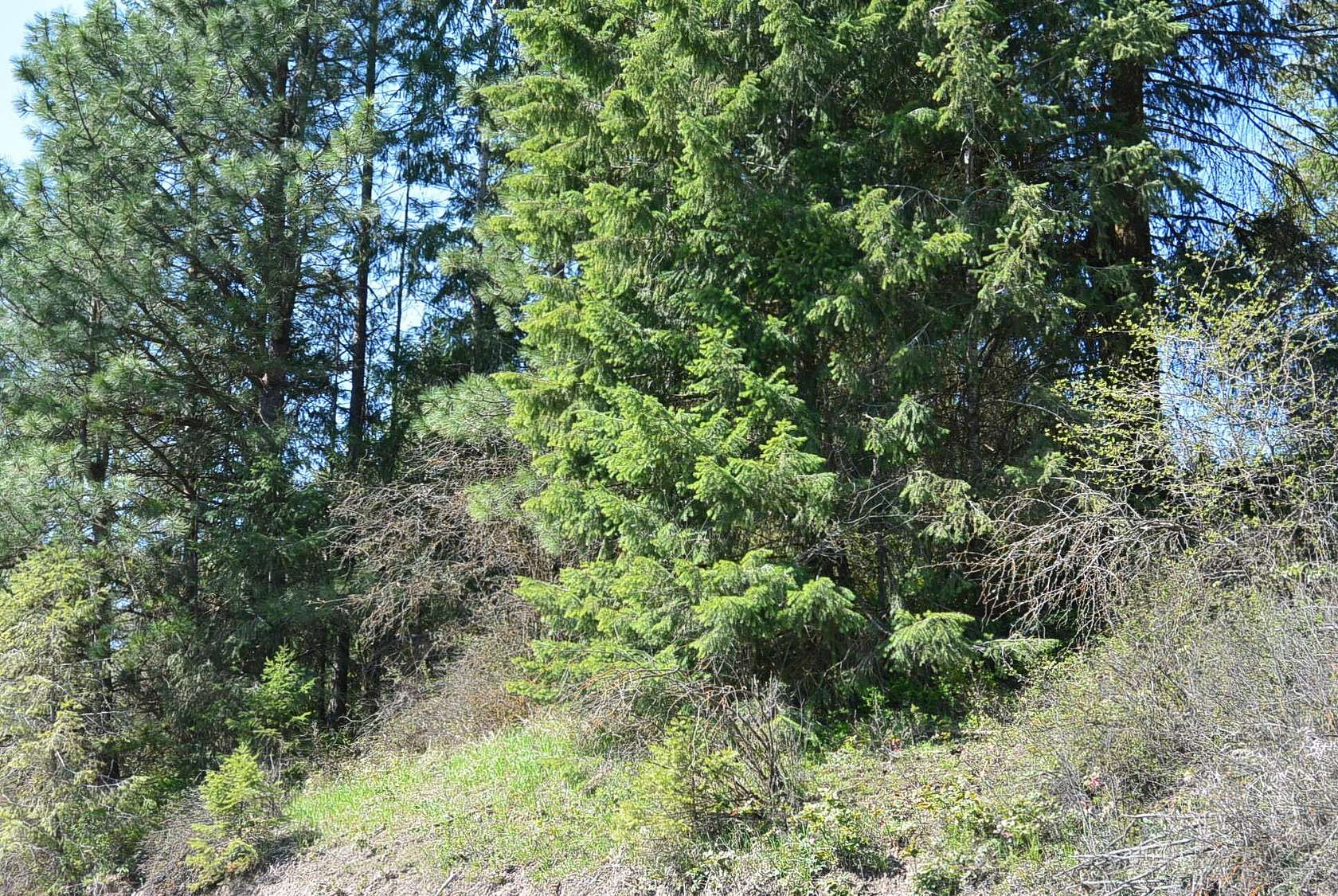 20.4 Acres of Recreational Land for Sale in Valley, Washington