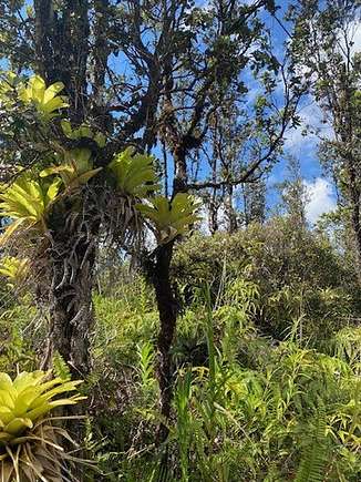 3 Acres of Residential Land for Sale in Mountain View, Hawaii